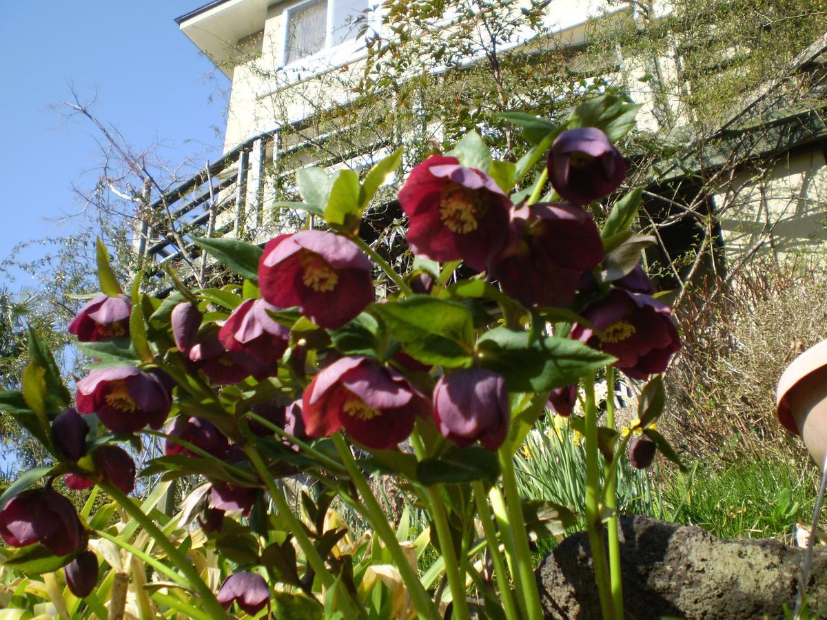 Chiisana Hotel Hanaikada 伊東市 エクステリア 写真